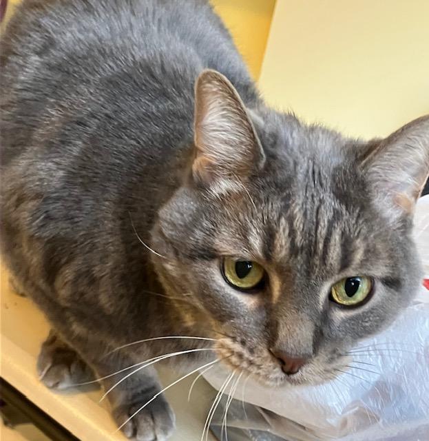 Taz - Friendly, a ADOPTABLE Tabby in Holland, MI image 1/2