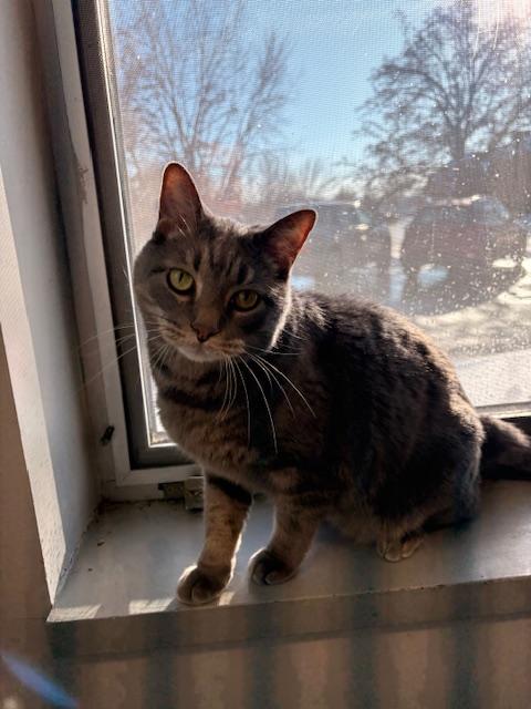 Taz - Friendly, a ADOPTABLE Tabby in Holland, MI image 2/2