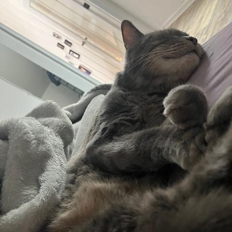 Enlarge Taz - Plays Fetch!, a ADOPTABLE Tabby in Holland, MI image 4/4