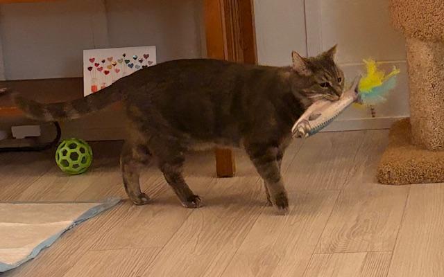 Taz - Plays Fetch!, a ADOPTABLE Tabby in Holland, MI image 4/4