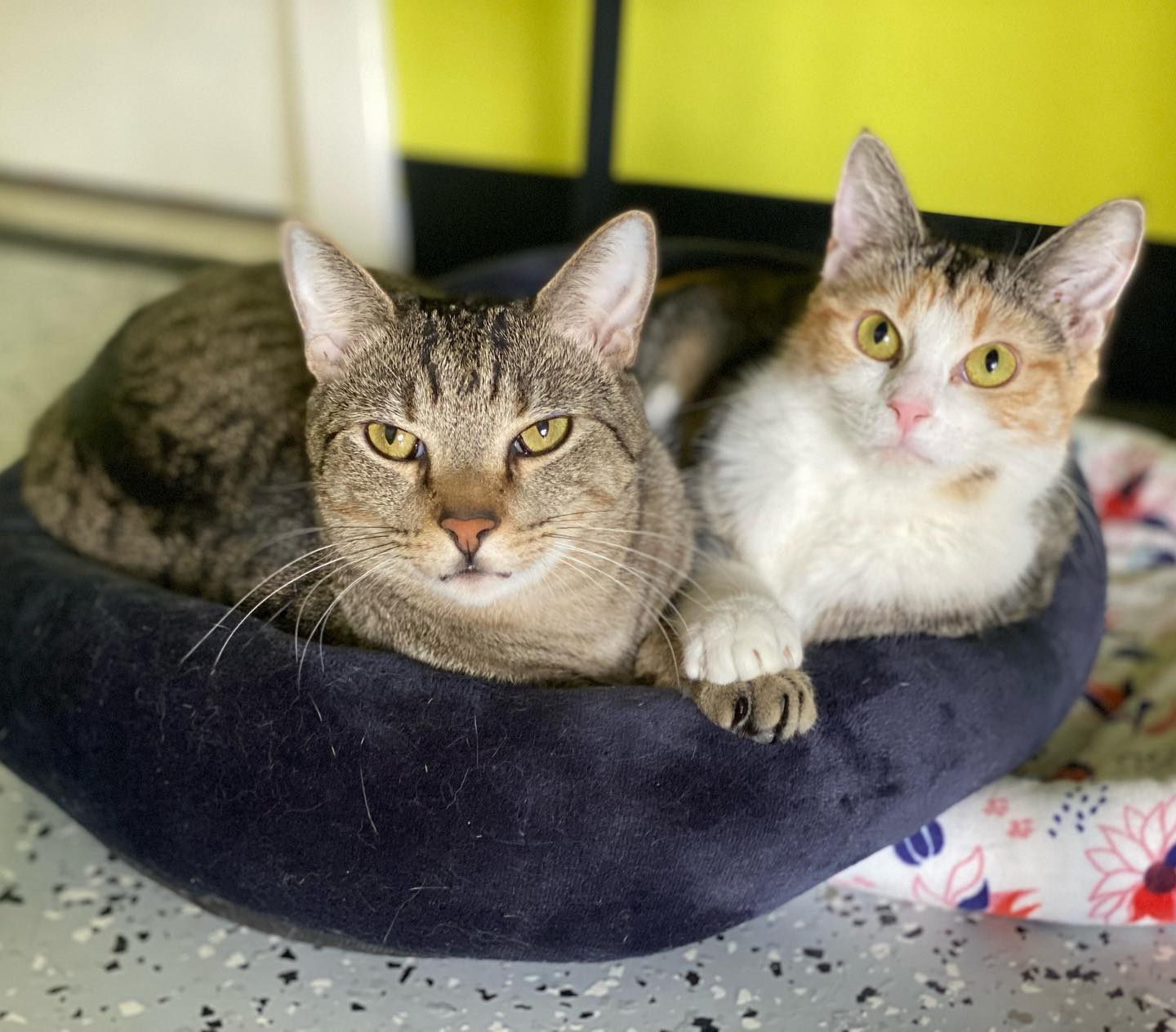 Enlarge Oink, a Adoptable Tabby in Flint, TX image 1/6