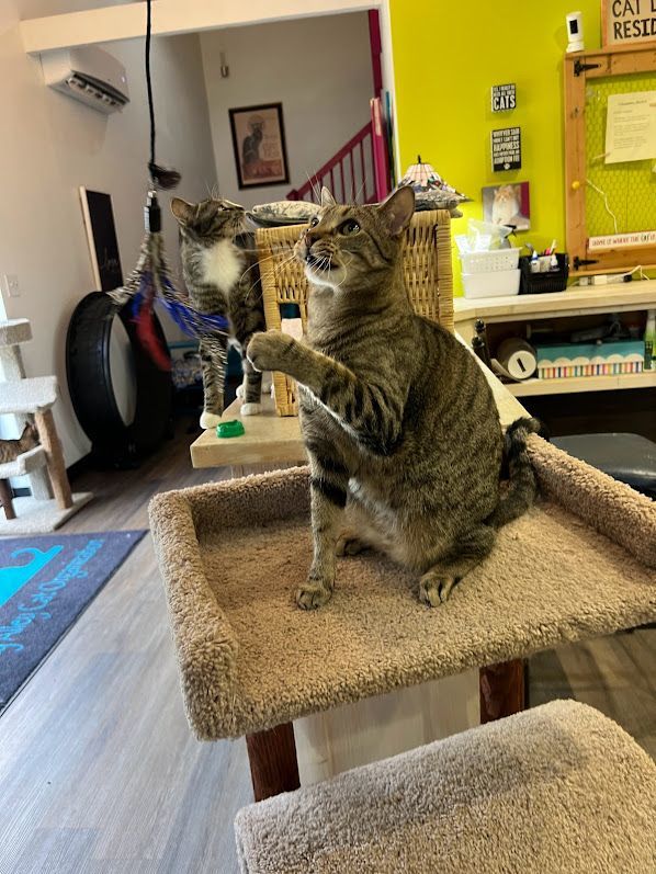 Enlarge Oink, a Adoptable Tabby in Flint, TX image 4/6