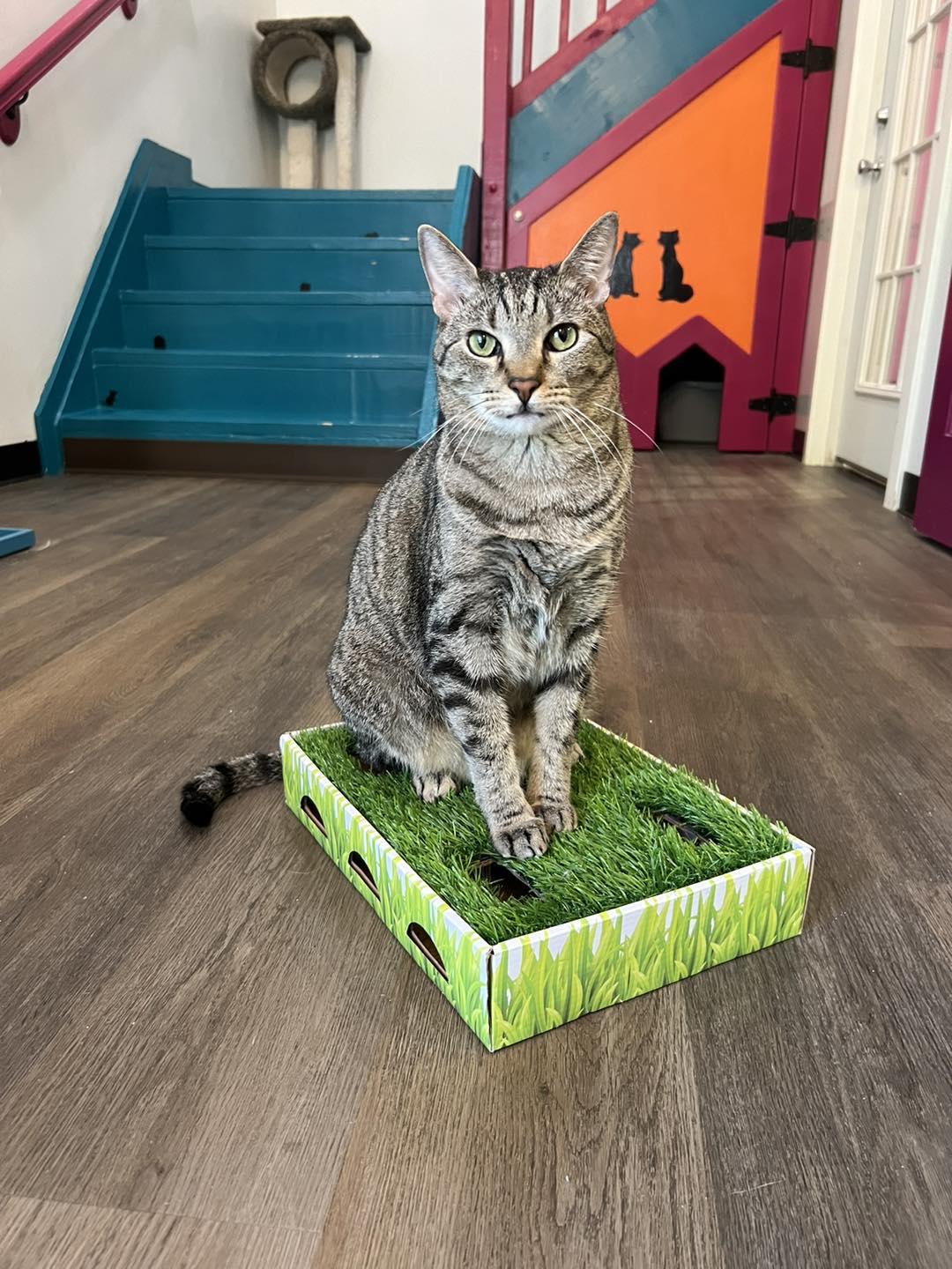 Enlarge Oink, a Adoptable Tabby in Flint, TX image 6/6