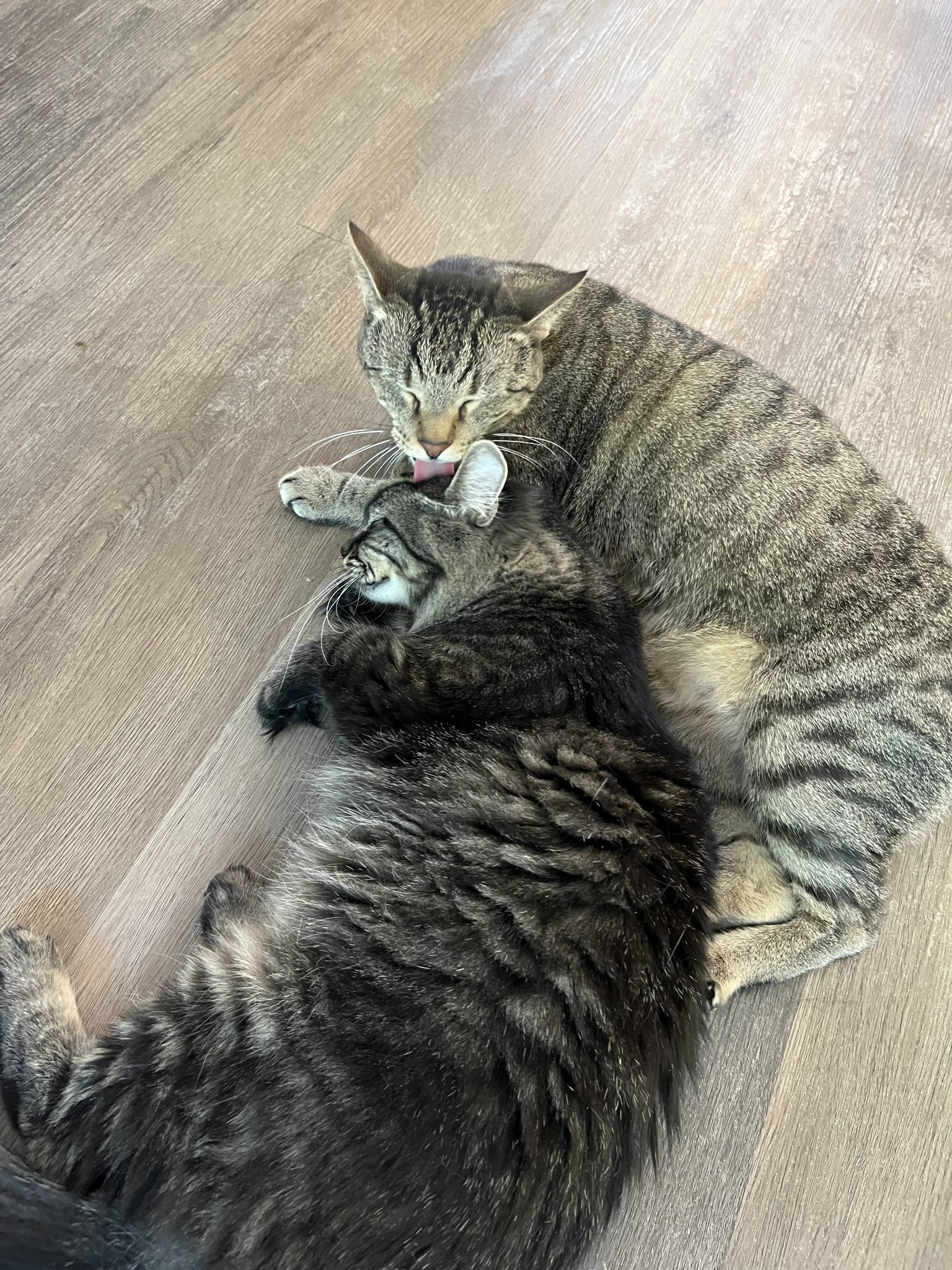 Enlarge Oink, a Adoptable Tabby in Flint, TX image 3/6