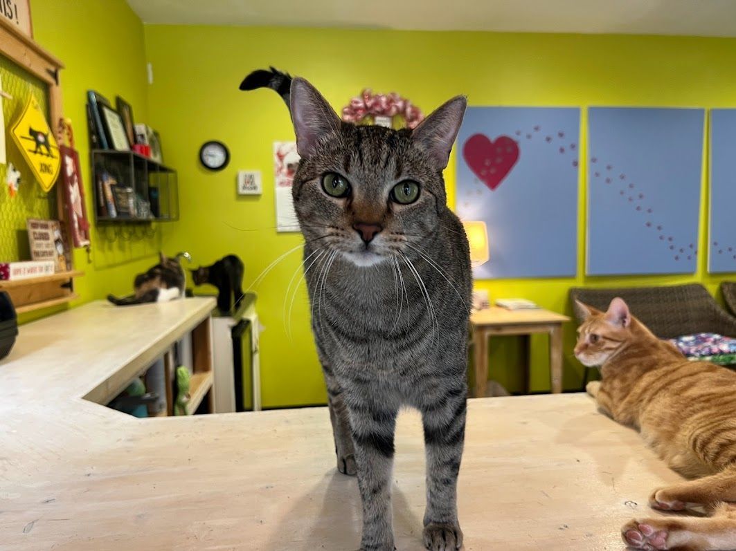 Oink, Adult Male Tabby