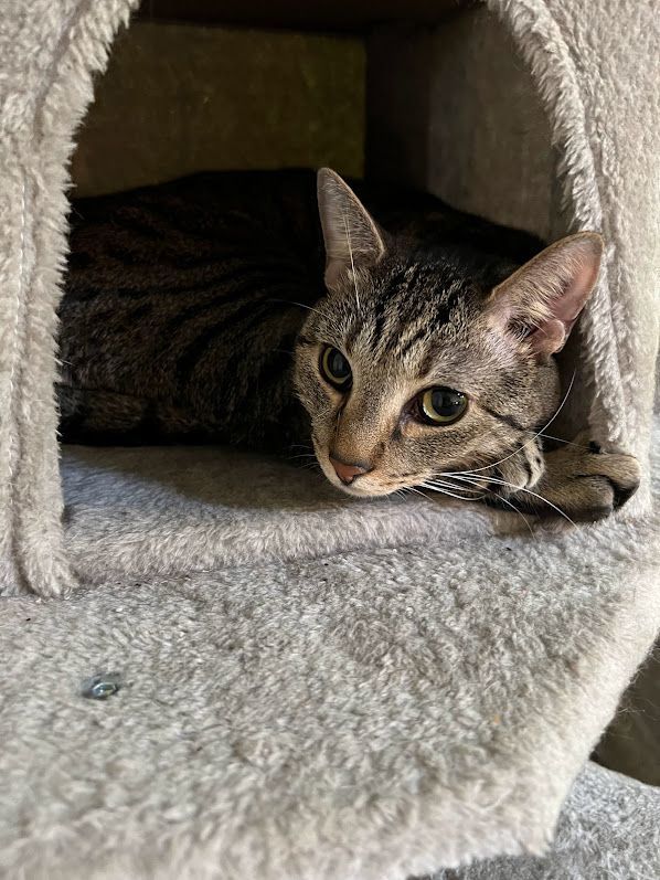 Enlarge Oink, a Adoptable Tabby in Flint, TX image 5/6