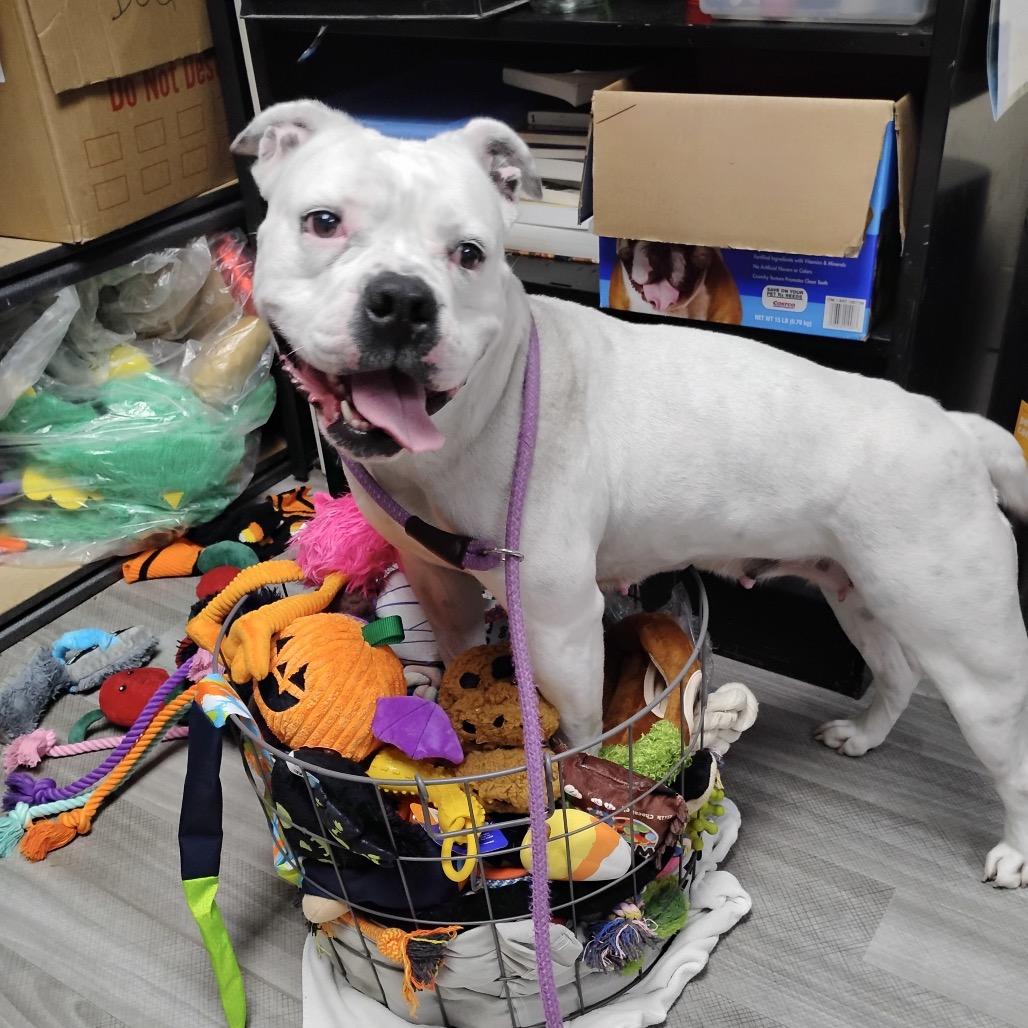 Enlarge Flower - ECAS, a Adoptable mixed breed in Pleasanton, CA image 1/6