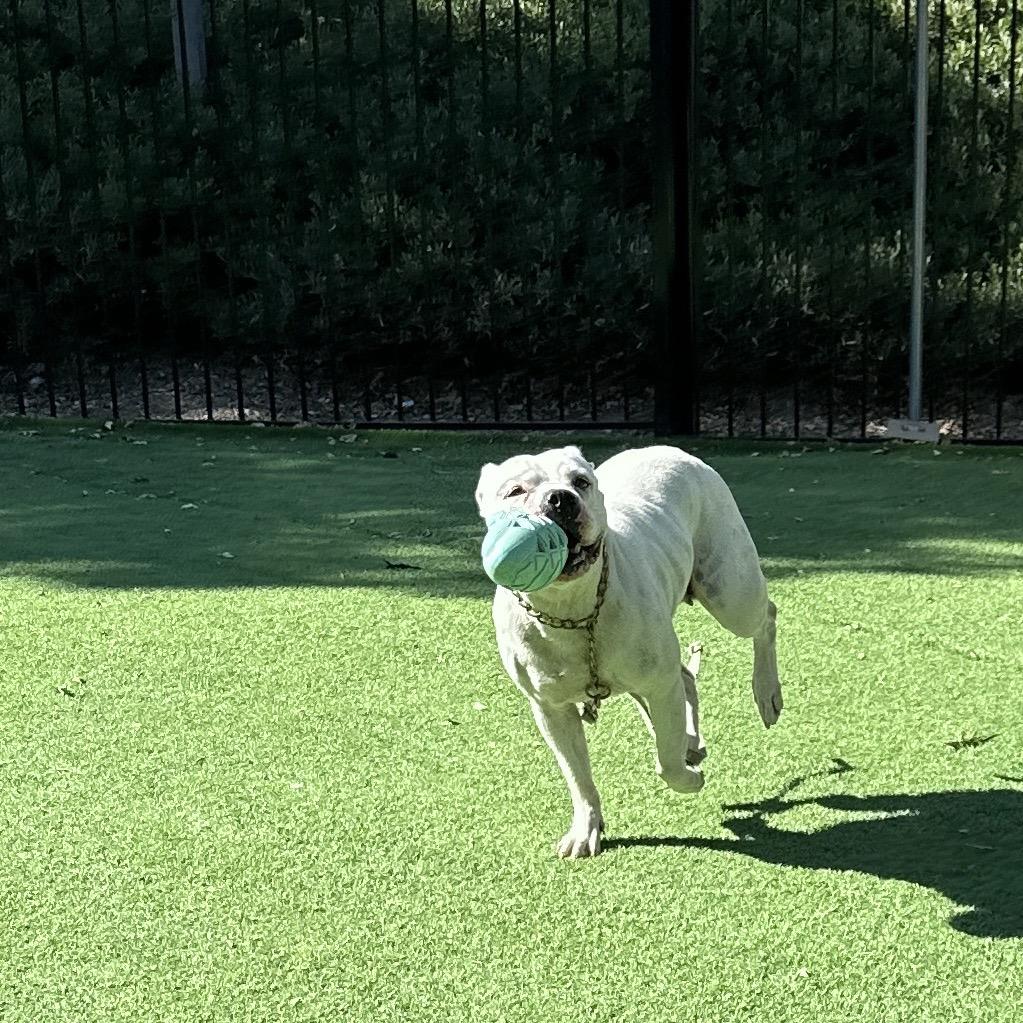 Enlarge Flower - ECAS, a Adoptable mixed breed in Pleasanton, CA image 2/6