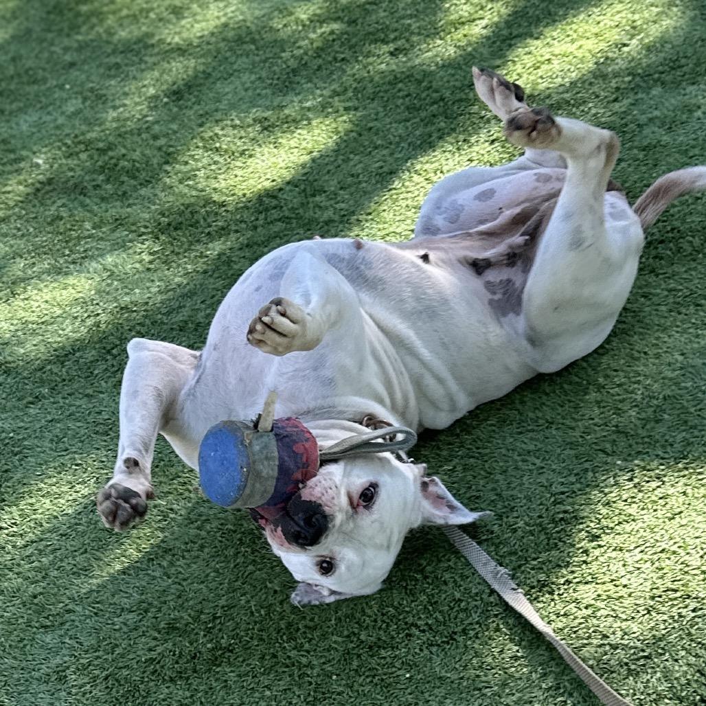 Enlarge Flower - ECAS, a Adoptable mixed breed in Pleasanton, CA image 3/6