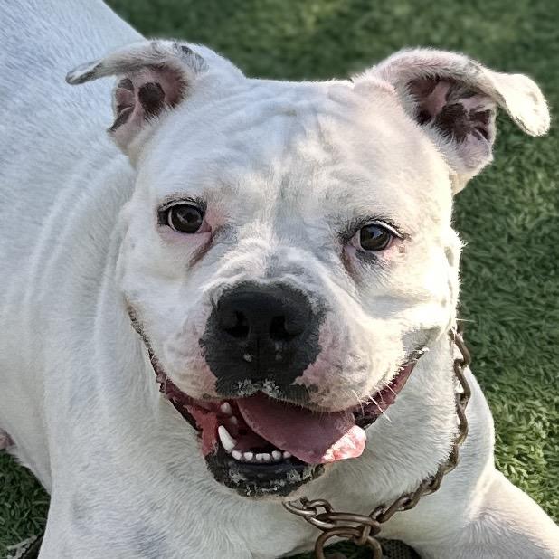 Enlarge Flower - ECAS, a Adoptable mixed breed in Pleasanton, CA image 4/6