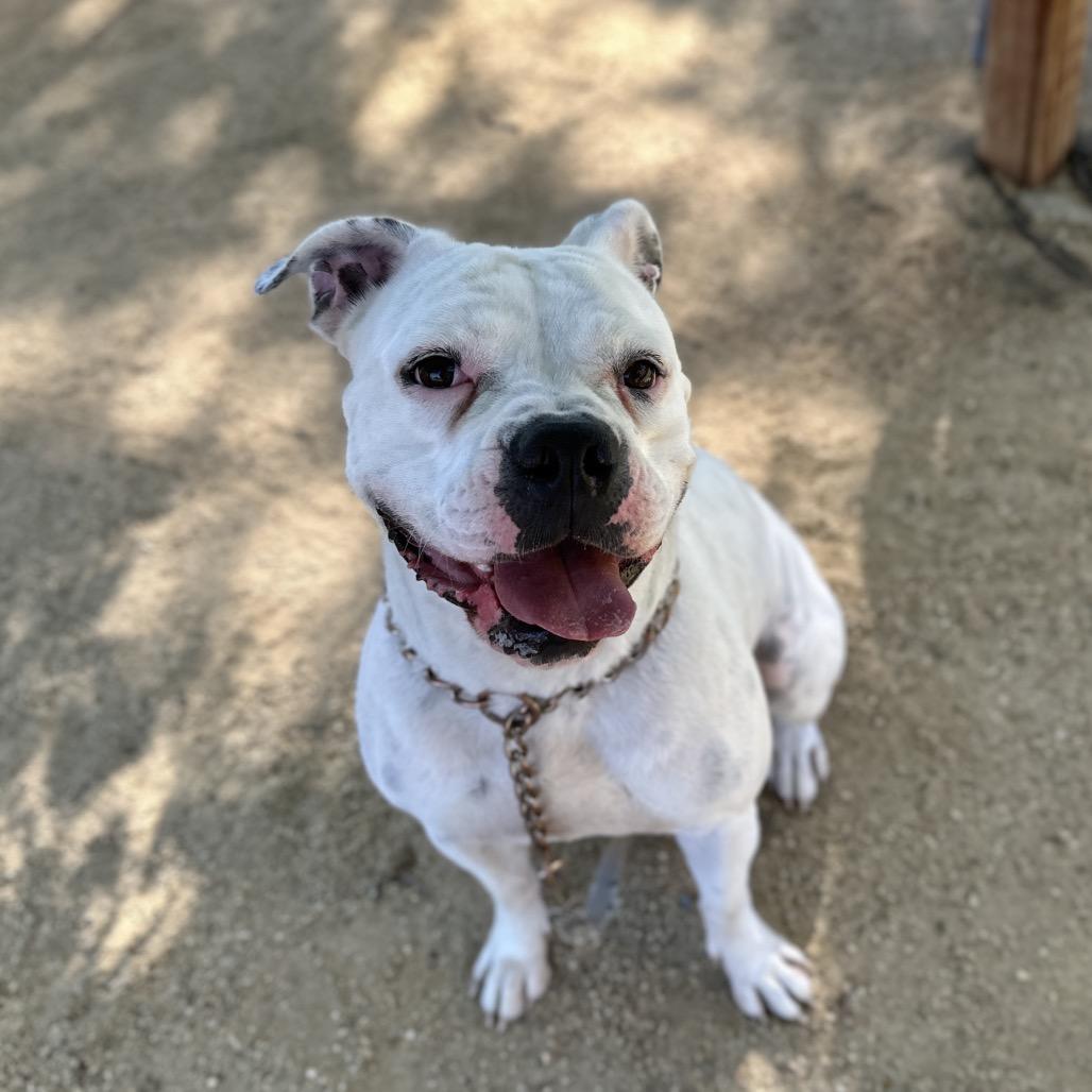 Enlarge Flower - ECAS, a Adoptable mixed breed in Pleasanton, CA image 5/6