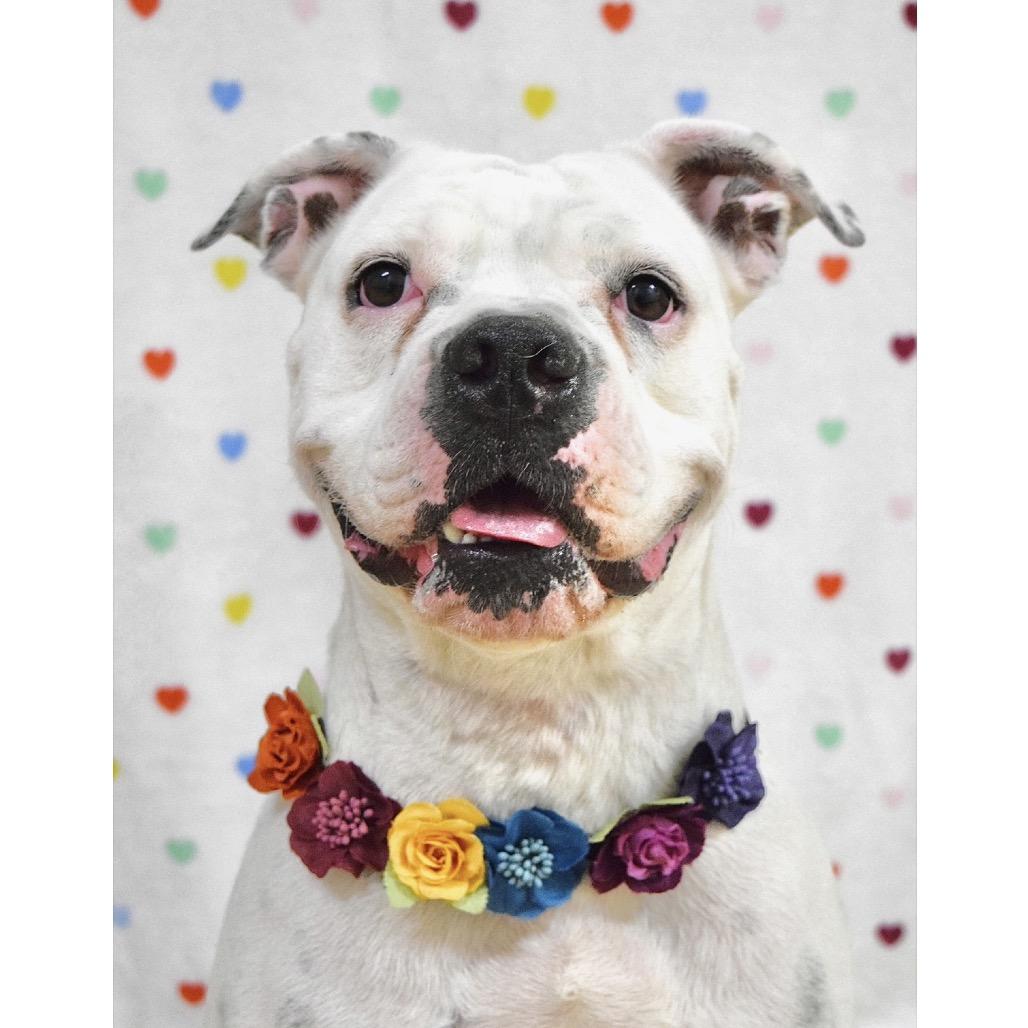 Enlarge Flower - ECAS, a Adoptable mixed breed in Pleasanton, CA image 6/6