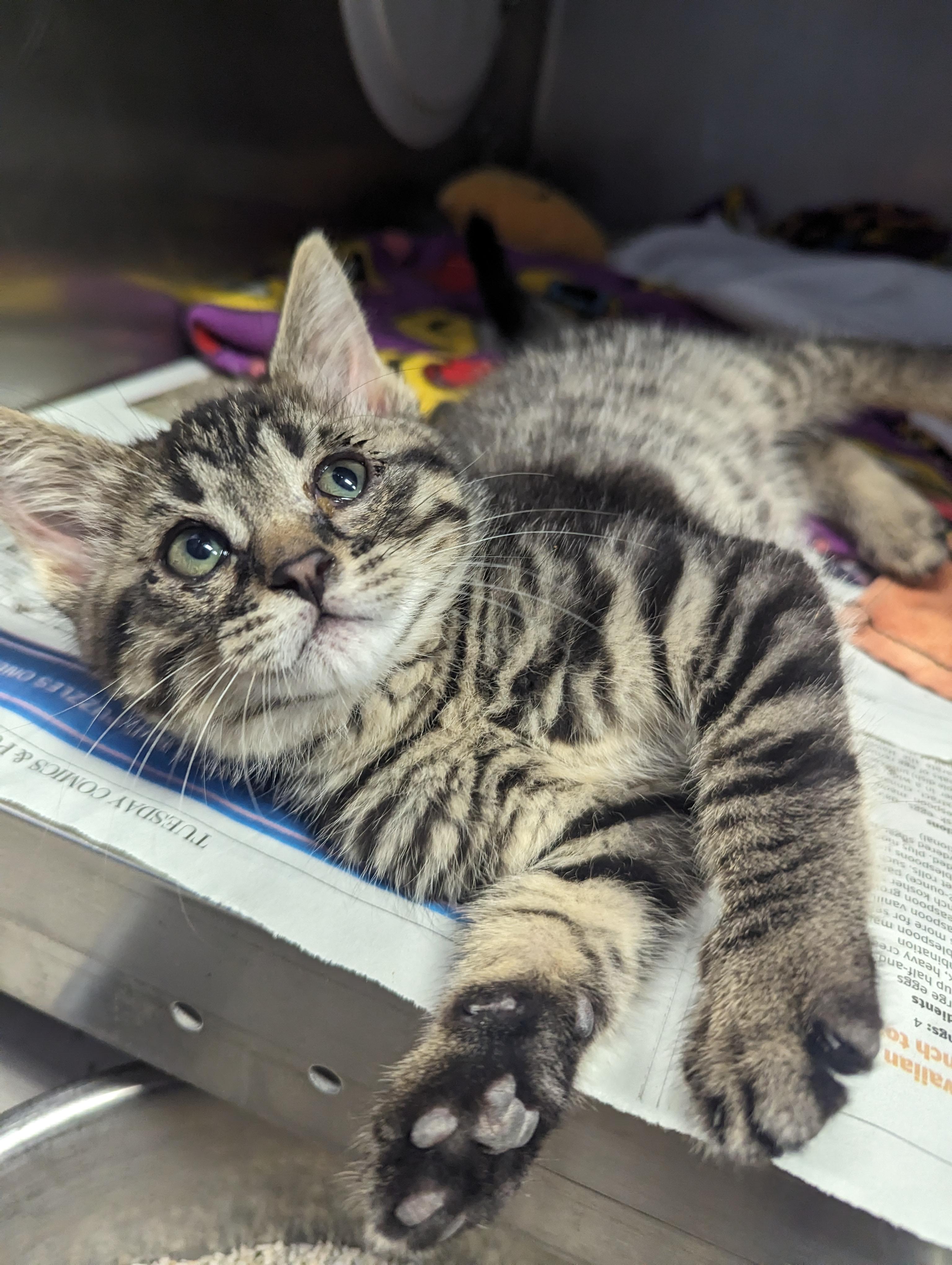 Elm, Baby Male Domestic Short Hair