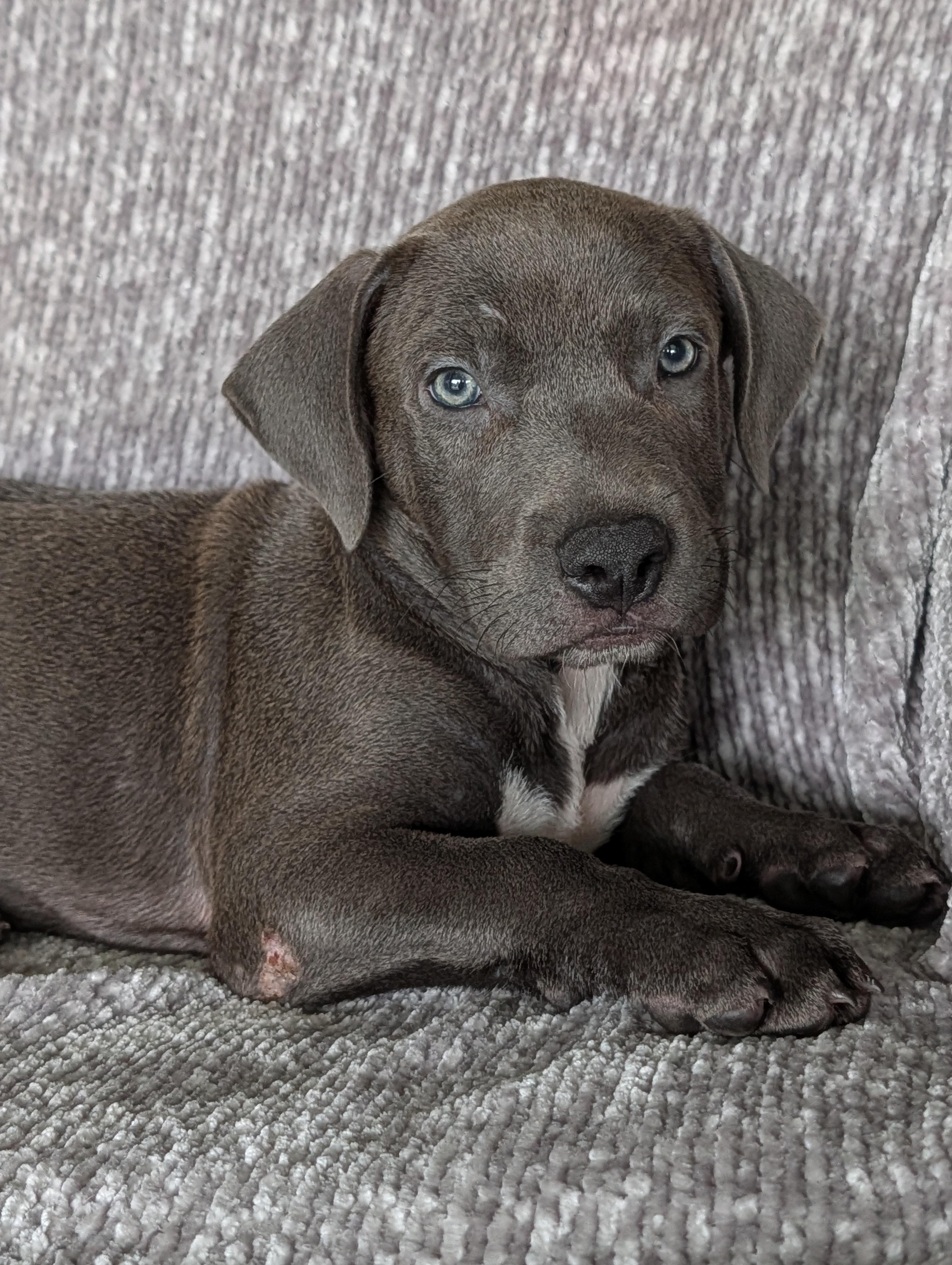 Blue, a Adoptable mixed breed in Baton Rouge, LA image 4/4
