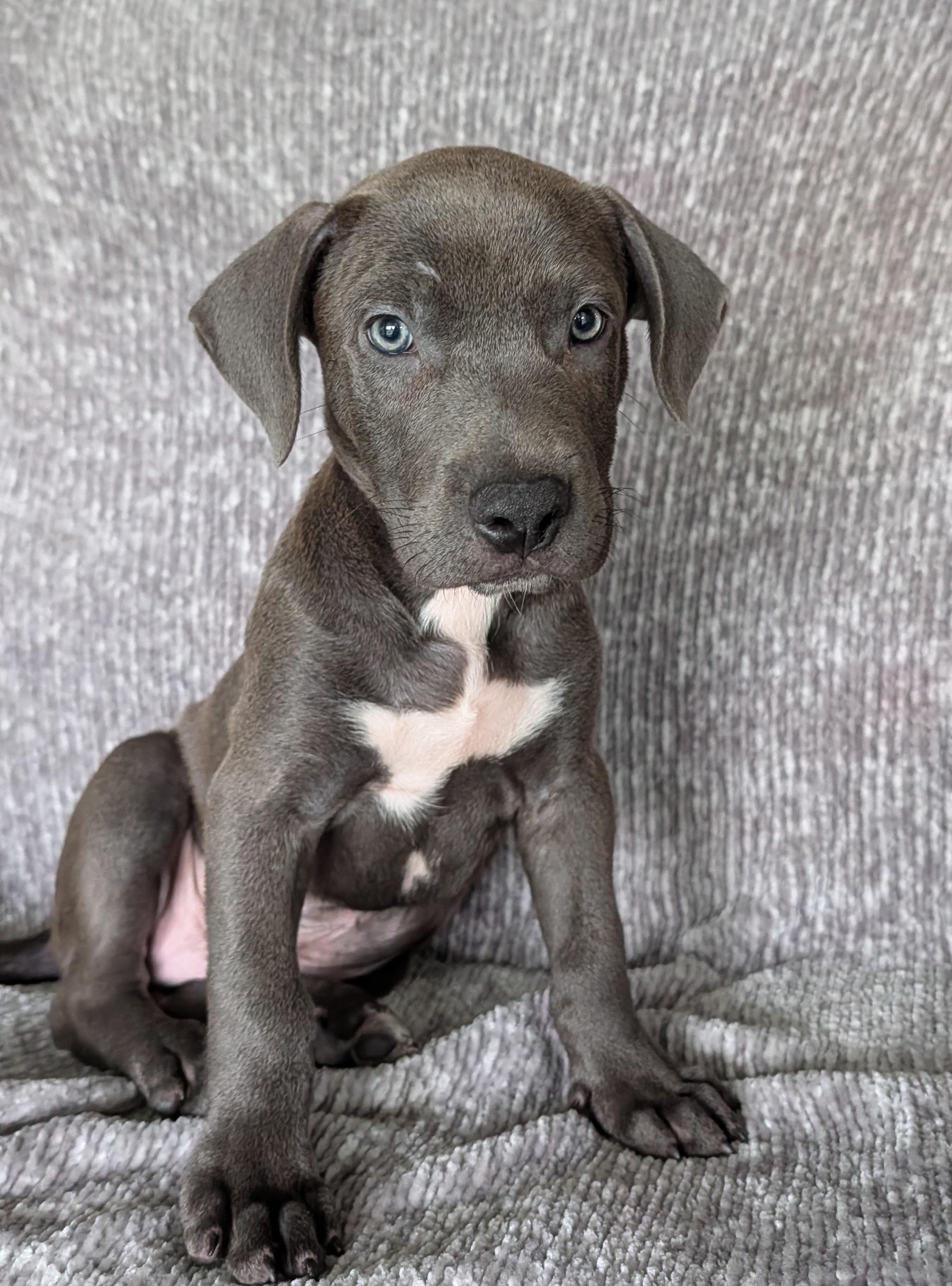 Blue, a Adoptable mixed breed in Baton Rouge, LA image 2/4