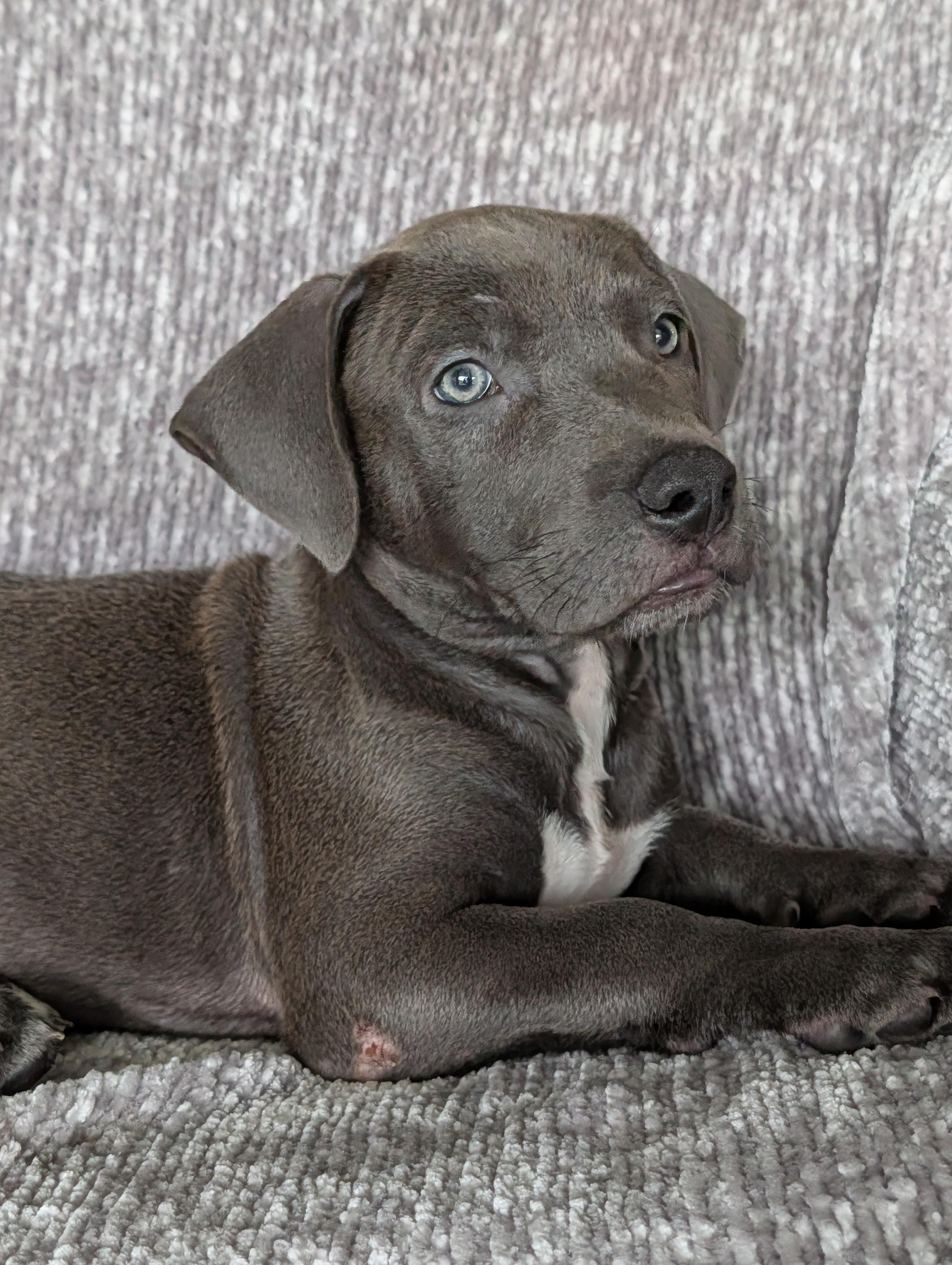 Blue, a Adoptable mixed breed in Baton Rouge, LA image 3/4