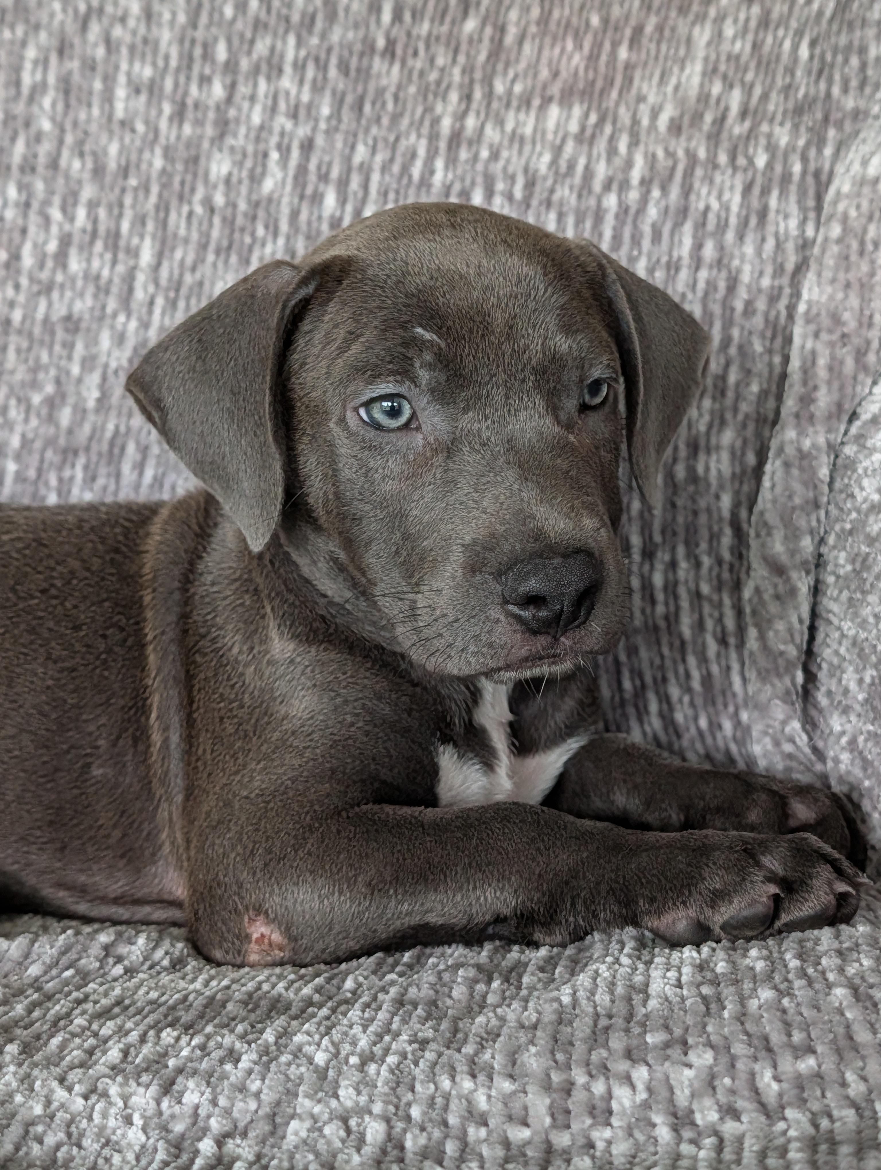Blue, Adoptable, Puppy Male Labrador Retriever & Terrier.