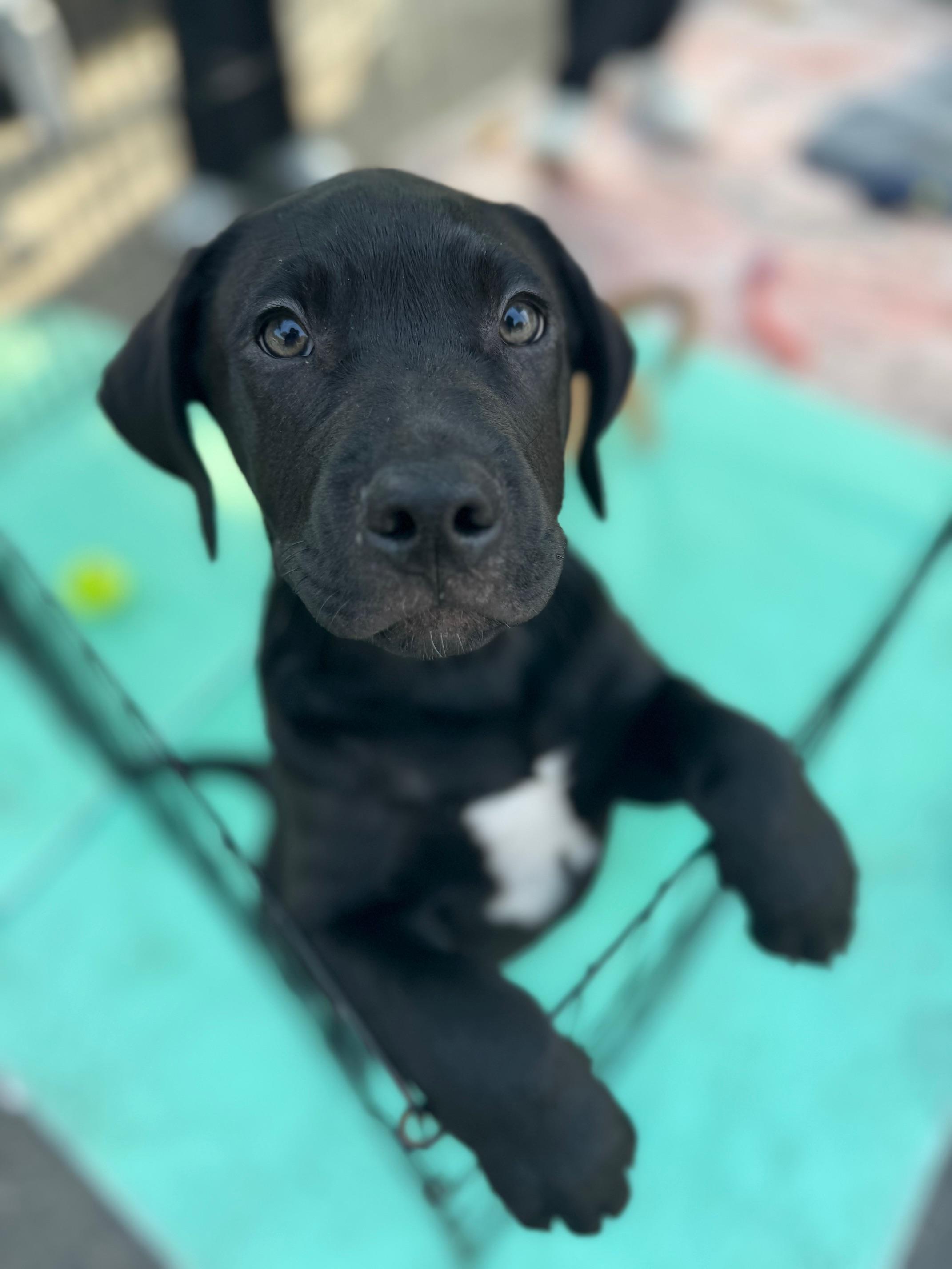 Kai, a Adoptable mixed breed image 1/5