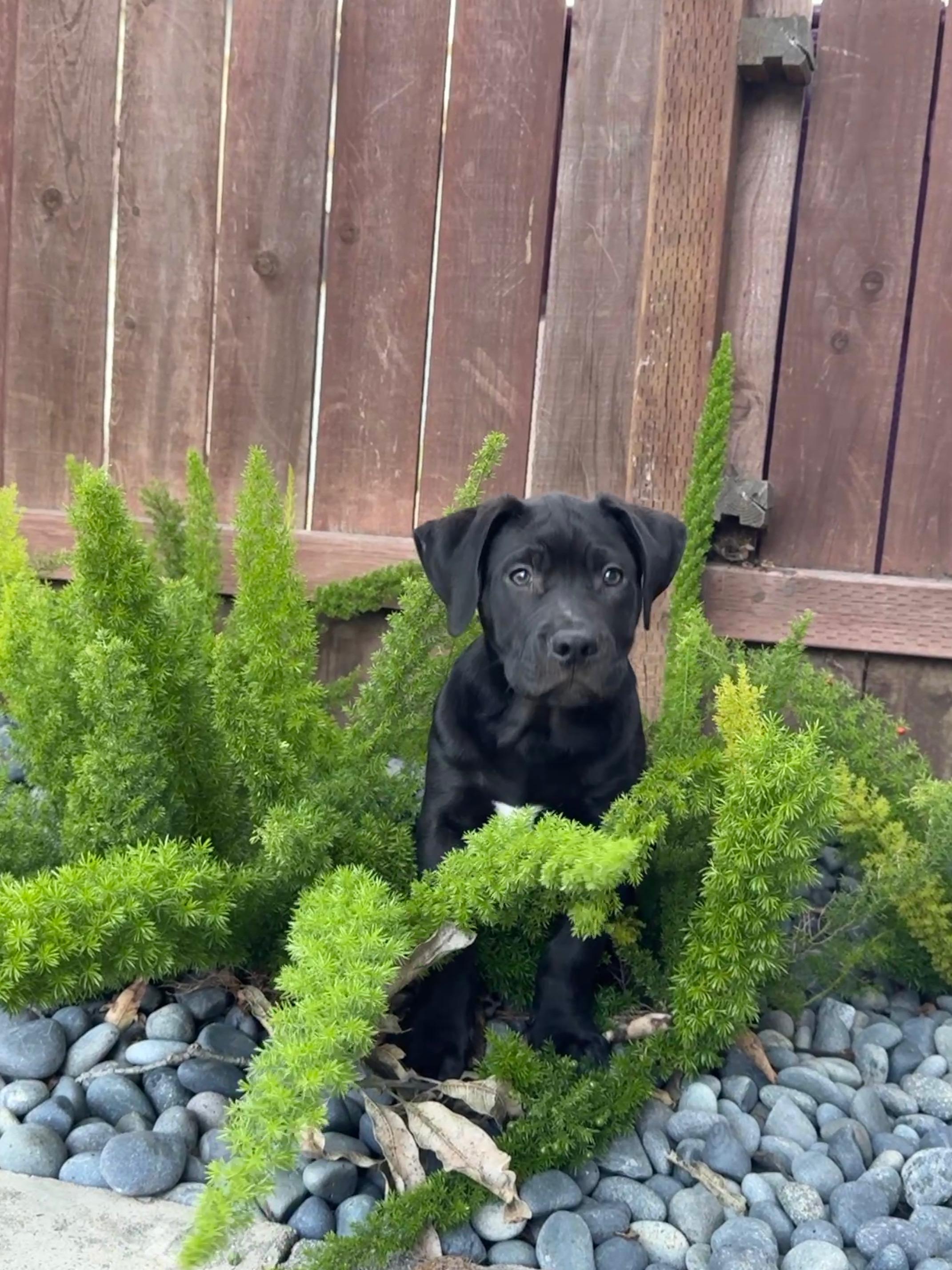 Kai, a Adoptable mixed breed image 2/5