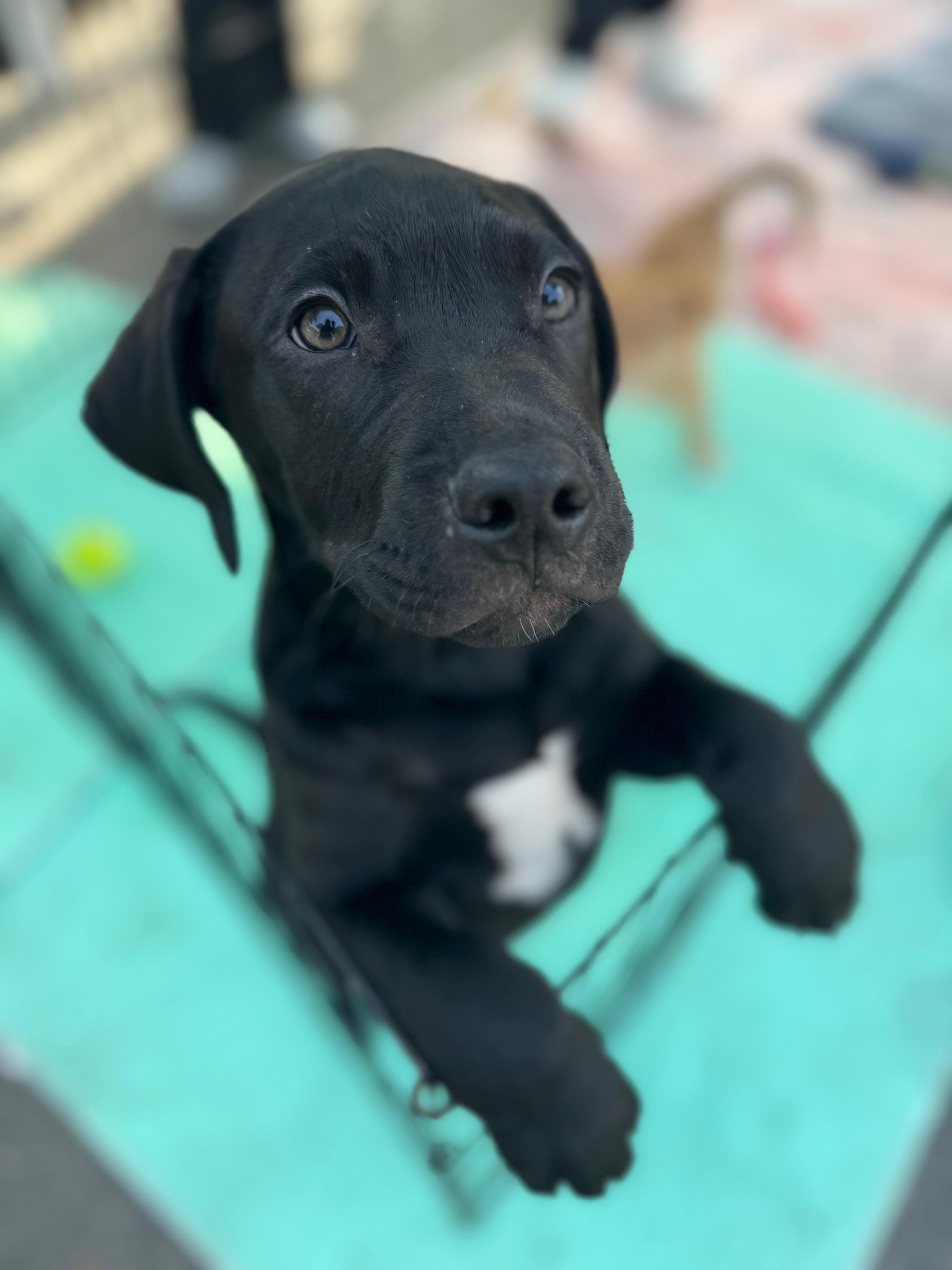 Kai, a Adoptable mixed breed image 3/5