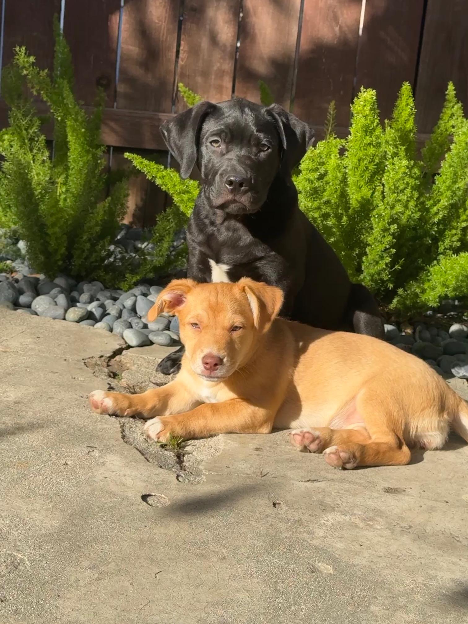 Kai, a Adoptable mixed breed image 4/5