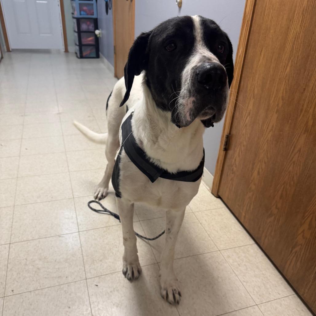 Bo, Adoptable, Adult Male Great Dane.