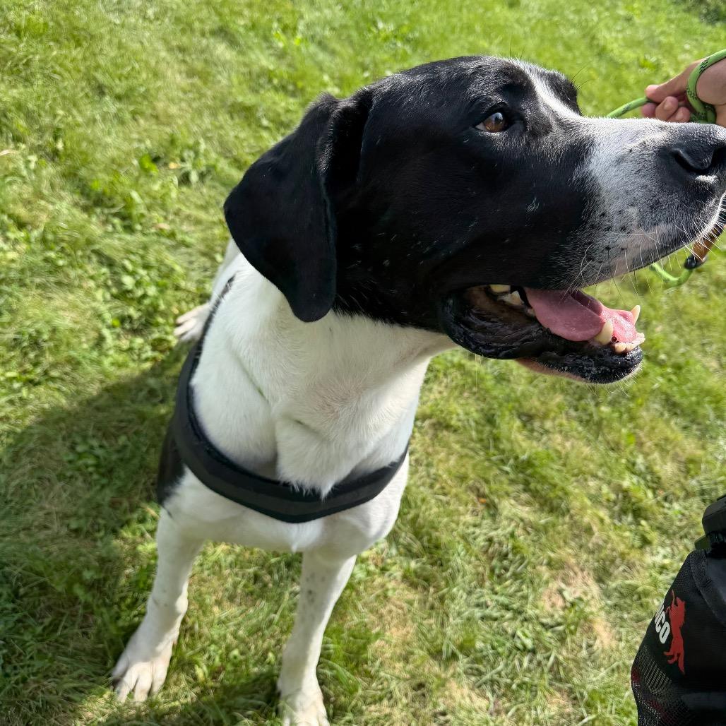Enlarge Bo, a Adoptable Great Dane in Milford, IA image 2/6