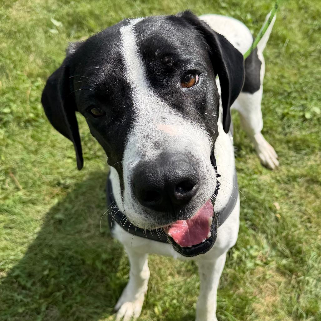Enlarge Bo, a Adoptable Great Dane in Milford, IA image 3/6