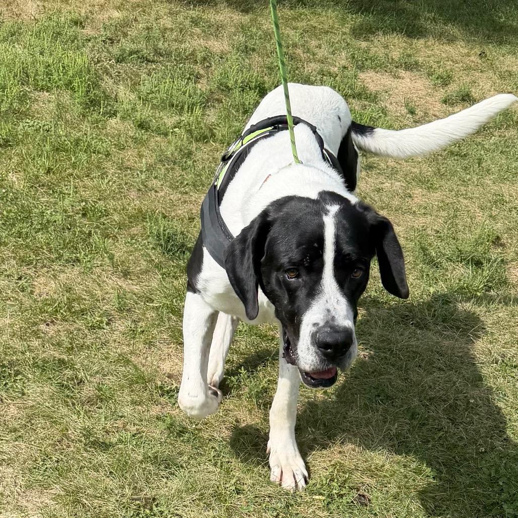Enlarge Bo, a Adoptable Great Dane in Milford, IA image 4/6