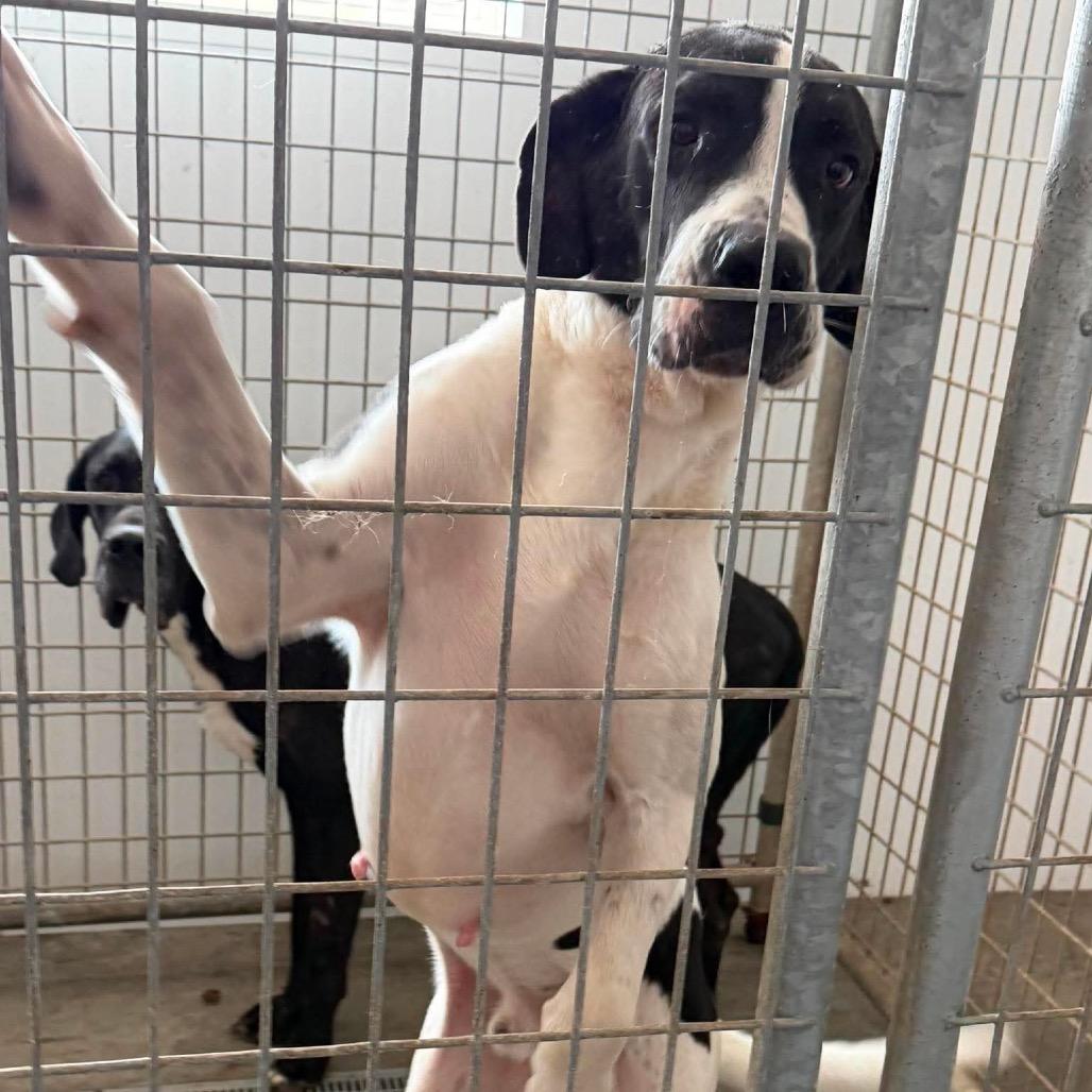 Enlarge Bo, a Adoptable Great Dane in Milford, IA image 5/6