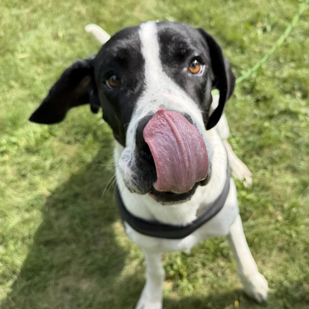 Enlarge Bo, a Adoptable Great Dane in Milford, IA image 6/6