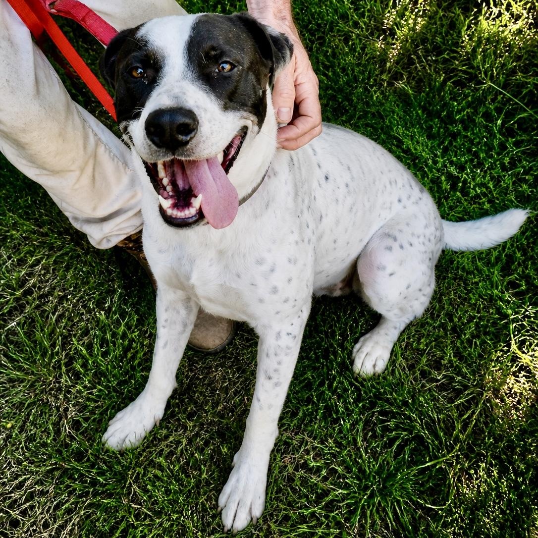 Spot, adopted, Young Male Cattle Dog.