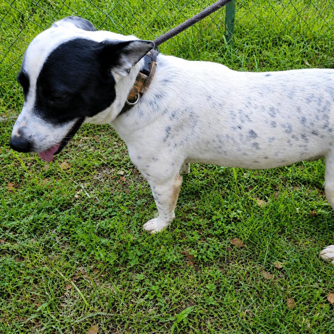 Enlarge Spot, an adopted Cattle Dog in Toms River, NJ image 3/6