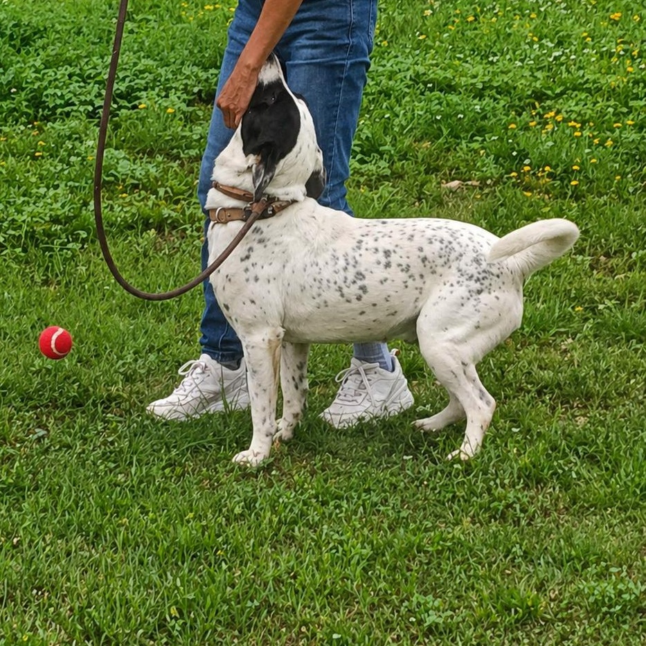 Enlarge Spot, an adopted Cattle Dog in Toms River, NJ image 4/6