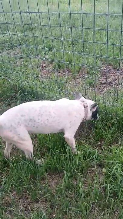 Enlarge Spot, an adopted Cattle Dog in Toms River, NJ video 6/6