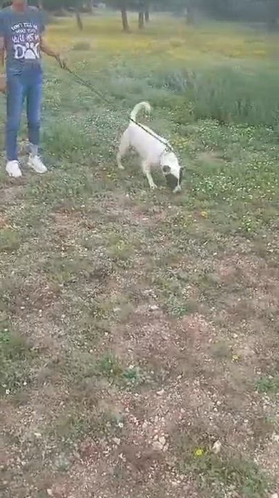 Enlarge Spot, an adopted Cattle Dog in Toms River, NJ video 5/6