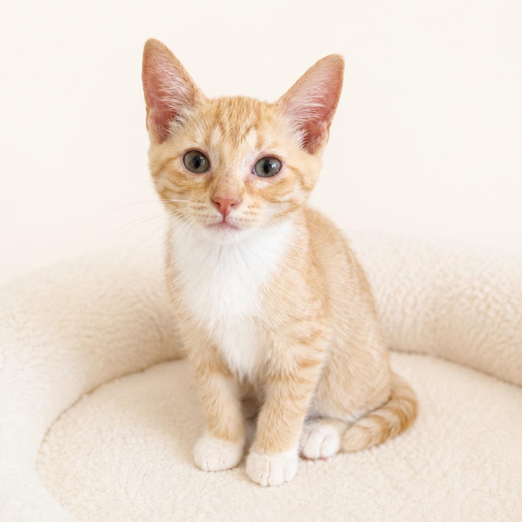 Honey, a Adoptable Domestic Short Hair in Redwood Falls, MN image 2/2