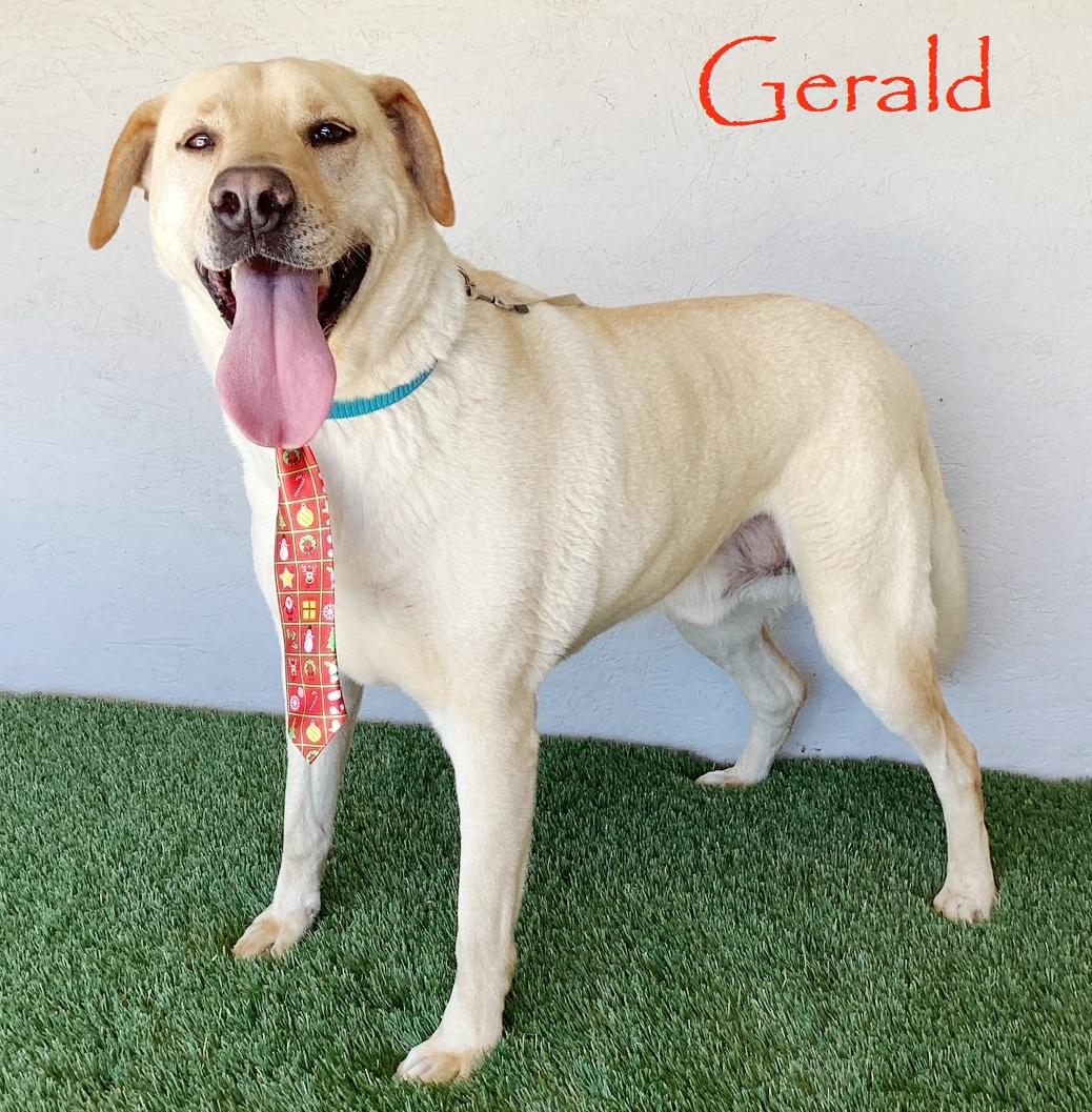 Enlarge Gerald, a Adoptable mixed breed in San Diego, CA image 1/4