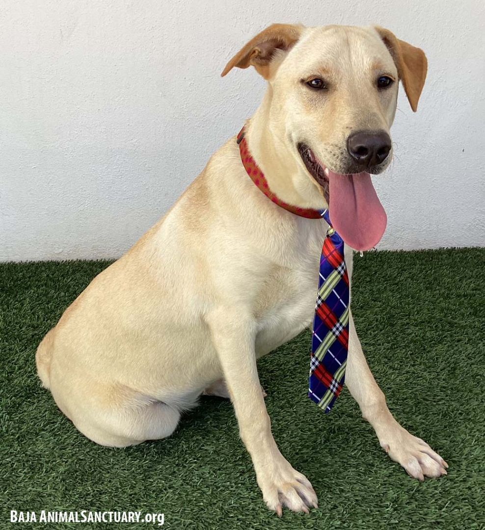 Gerald, a Adoptable mixed breed in San Diego, CA image 5/6