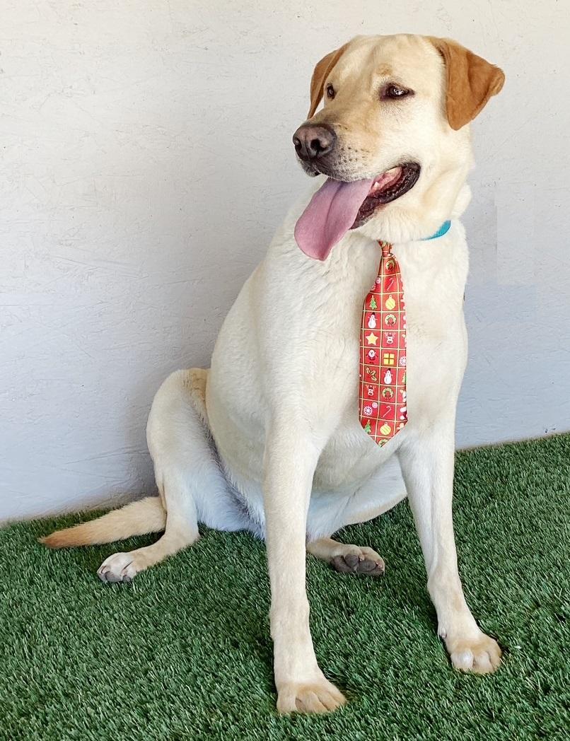 Enlarge Gerald, a Adoptable mixed breed in San Diego, CA image 2/4