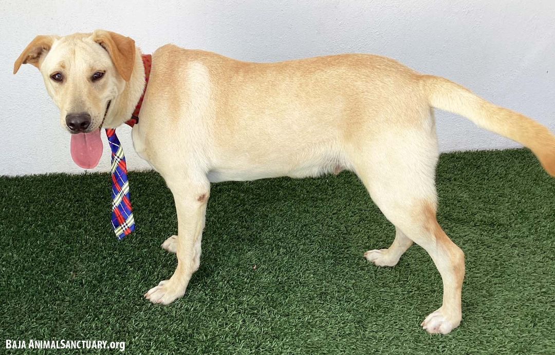 Gerald, a Adoptable mixed breed in San Diego, CA image 6/6