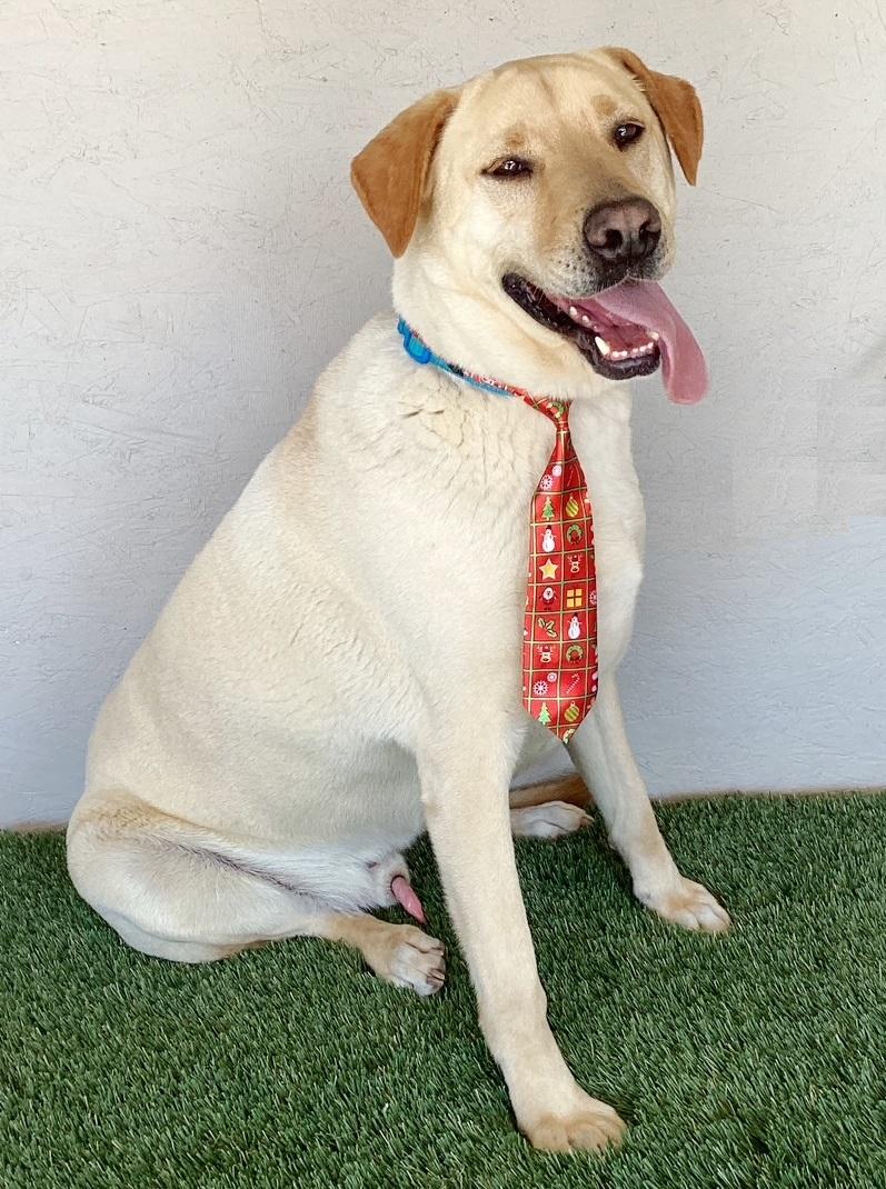 Enlarge Gerald, a Adoptable mixed breed in San Diego, CA image 3/4
