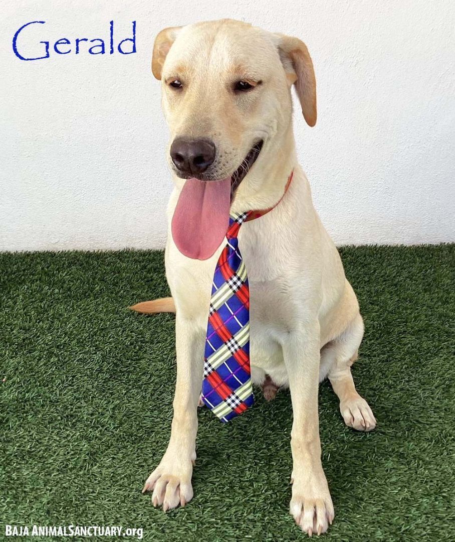 Gerald, a Adoptable mixed breed in San Diego, CA image 1/6