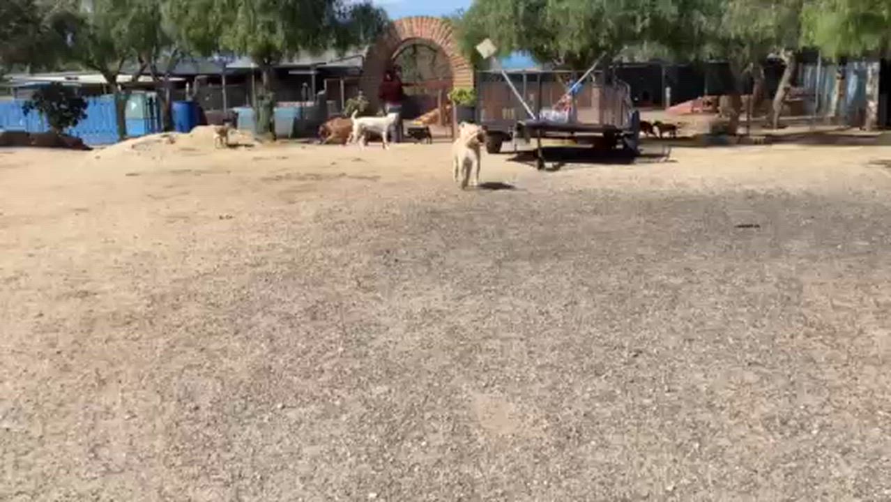 Enlarge Gerald, a Adoptable mixed breed in San Diego, CA video 4/4