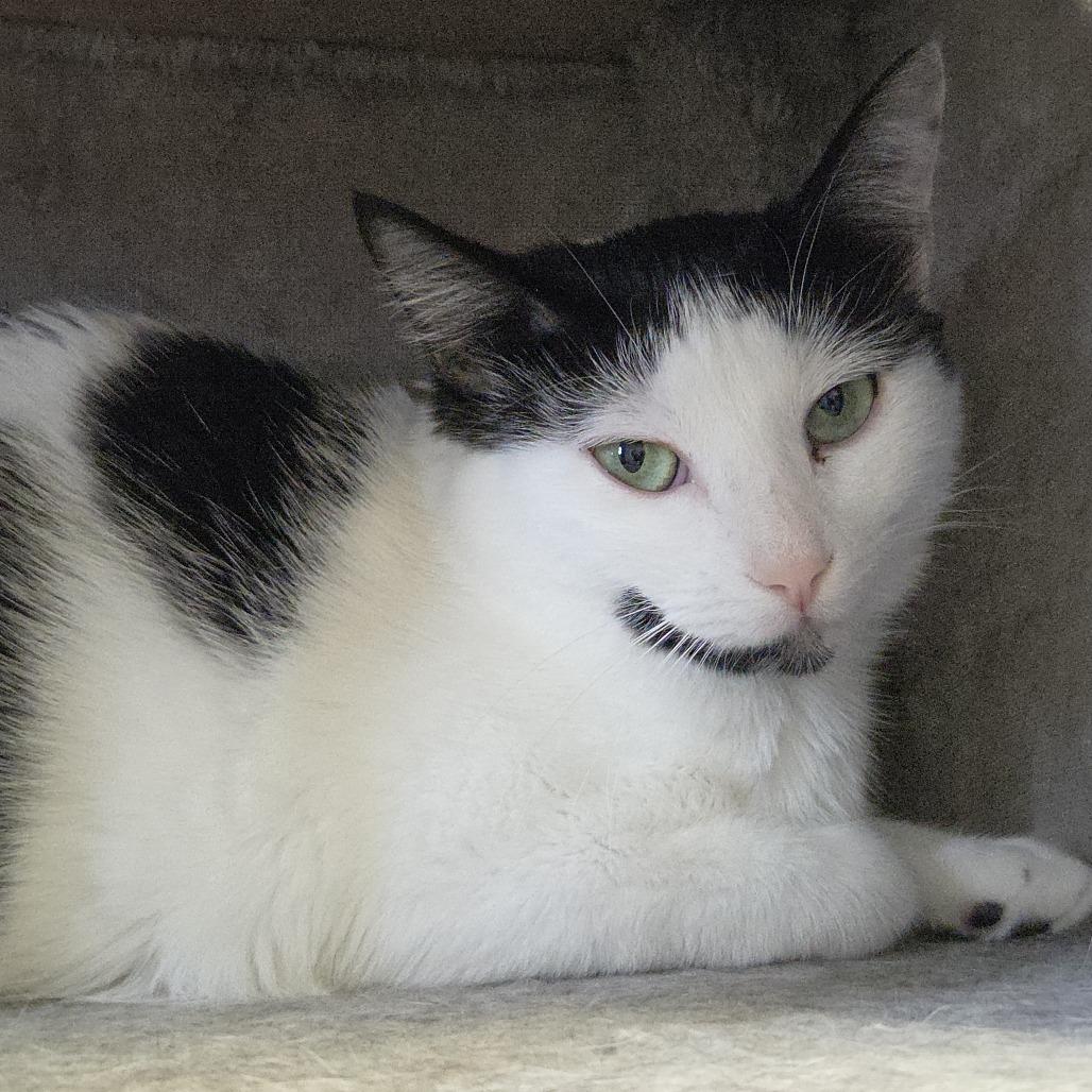 Enlarge Oreo, a Adoptable Domestic Medium Hair in Rock Falls, IL image 1/2