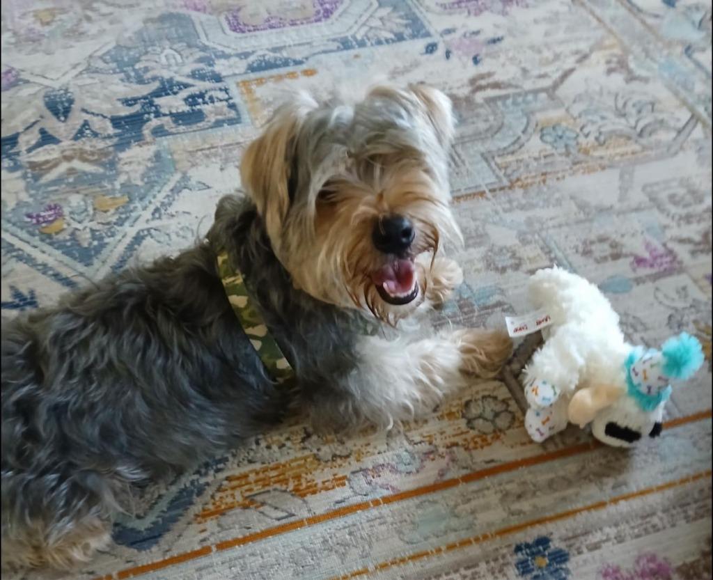 CAPTAIN, Adoptable, Puppy Male Yorkshire Terrier.