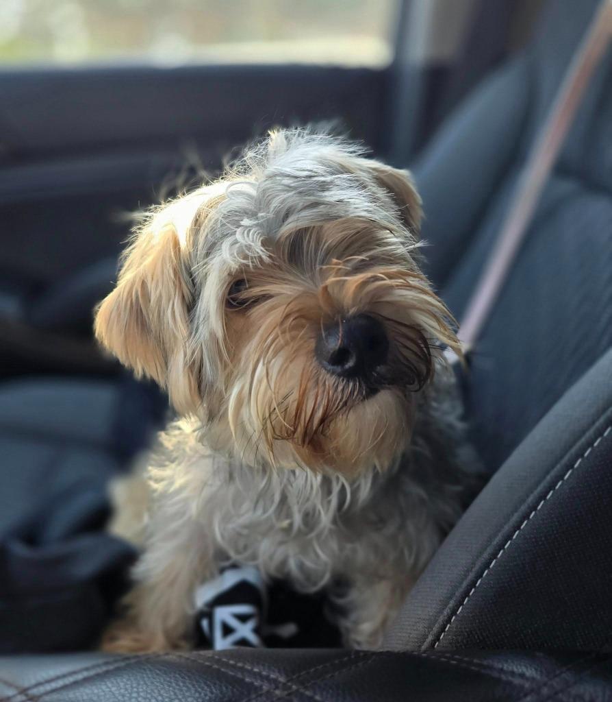 Enlarge CAPTAIN, a Adoptable Yorkshire Terrier in Palm City, FL image 2/4