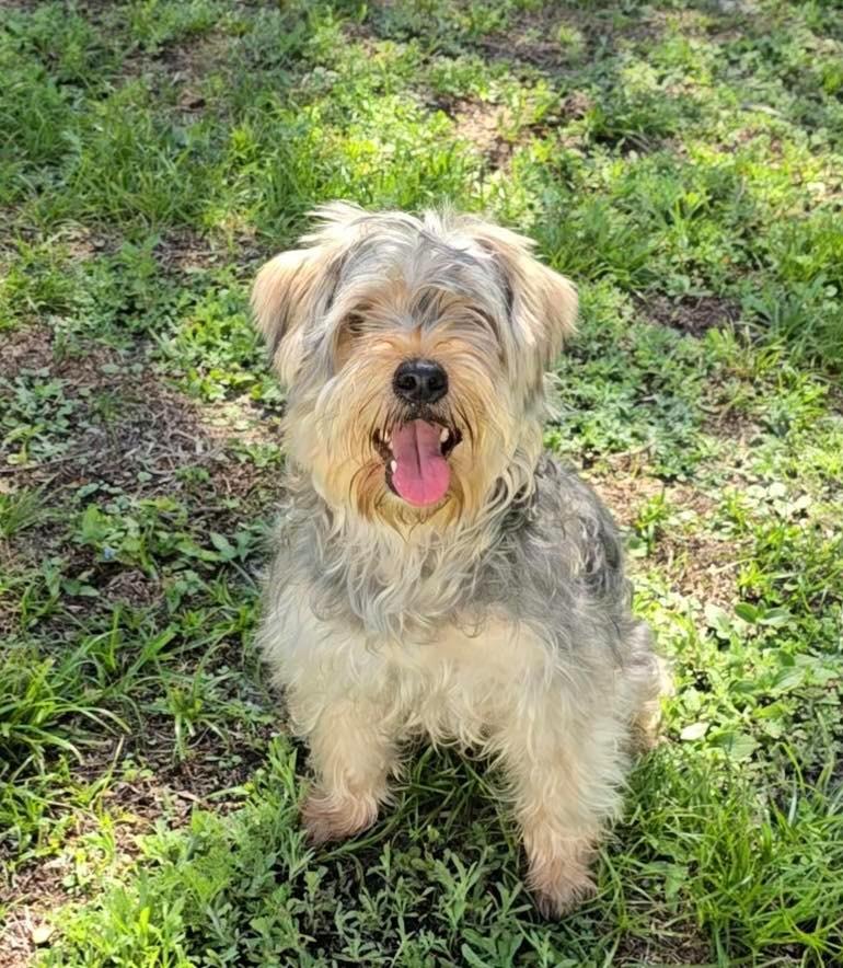 Enlarge CAPTAIN, a Adoptable Yorkshire Terrier in Palm City, FL image 3/4