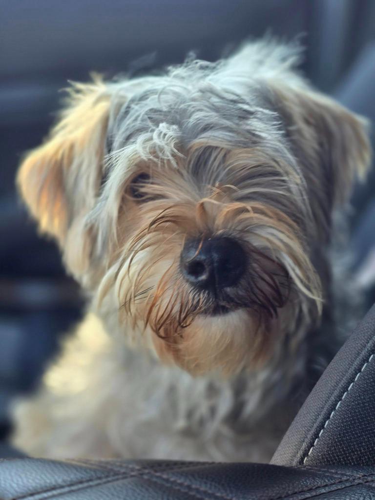 Enlarge CAPTAIN, a Adoptable Yorkshire Terrier in Palm City, FL image 4/4