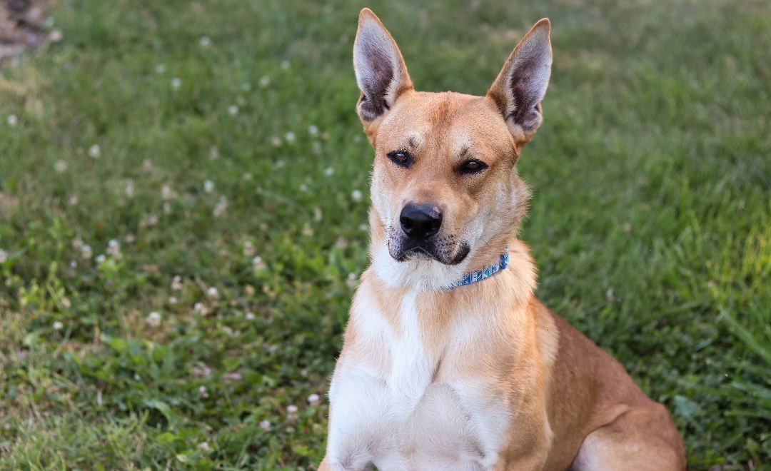 Enlarge Thor, a Adoptable Carolina Dog in Springfield, IL image 1/1